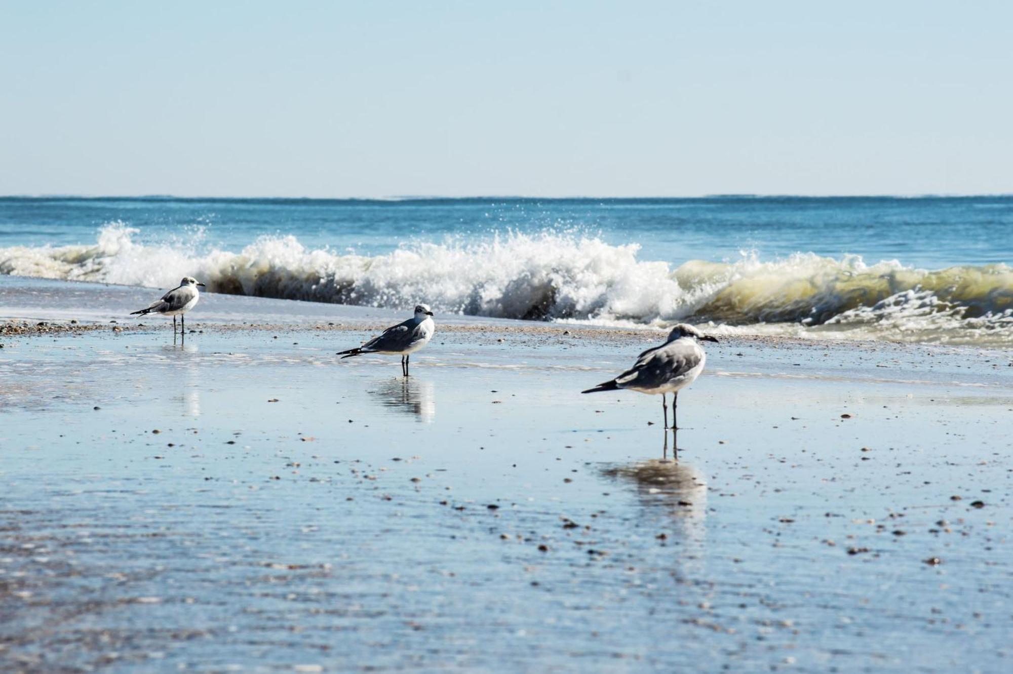 גולף שורז Cozy Condo Just Steps To The Beach, Unit 2 - Sleeps 4 מראה חיצוני תמונה